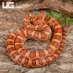 Adult Male Cornsnakes (Pantherophis guttatus) For Sale - Underground Reptiles