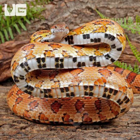 Adult Male Cornsnakes (Pantherophis guttatus) For Sale - Underground Reptiles