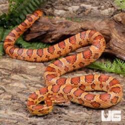 Adult Male Cornsnakes (Pantherophis guttatus) For Sale - Underground Reptiles