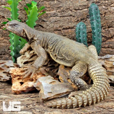 Giant Adult Egyptian Uromastyx for sale - Underground Reptiles