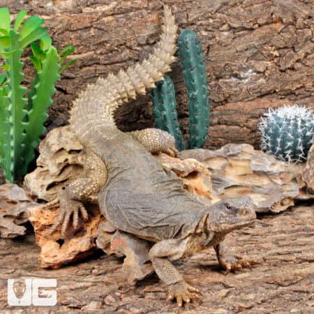 Giant Adult Egyptian Uromastyx for sale - Underground Reptiles