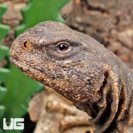 Giant Adult Egyptian Uromastyx for sale - Underground Reptiles