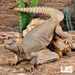 Giant Adult Egyptian Uromastyx for sale - Underground Reptiles