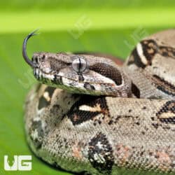 Male Het Leopard 50% Het Kahl Albino Boa For Sale - Underground Reptiles