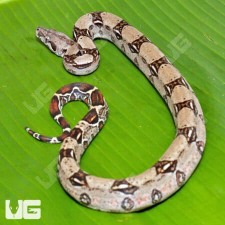Male Het Leopard 50% Het Kahl Albino Boa For Sale - Underground Reptiles