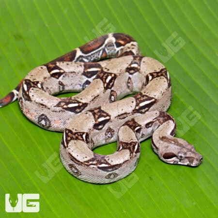 Male Het Leopard 50% Het Kahl Albino Boa For Sale - Underground Reptiles