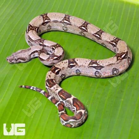 Male Het Leopard 50% Het Kahl Albino Boa For Sale - Underground Reptiles