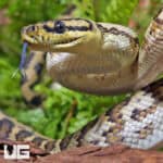 Male Pos Super Caramel 66% Het Axanthic Albino (Snow) 2022 Carpet Python #B106 Underground Reptiles