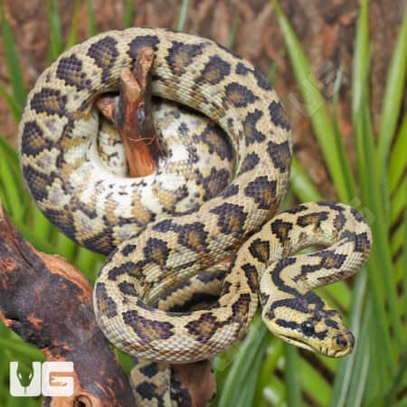 Male Pos Super Caramel 66% Het Axanthic Albino (Snow) 2022 Carpet Python #B106 Underground Reptiles