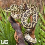 Male Pos Super Caramel 66% Het Axanthic Albino (Snow) 2022 Carpet Python #B106 Underground Reptiles