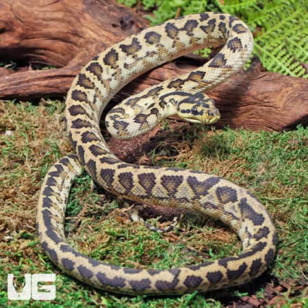 Male Pos Super Caramel 66% Het Axanthic Albino (Snow) 2022 Carpet Python #B106 Underground Reptiles