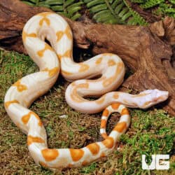 Male Sharp Sunglow Arabesque 66% Het RDR BEA 66% Het Anery Boa For Sale - Underground Reptiles