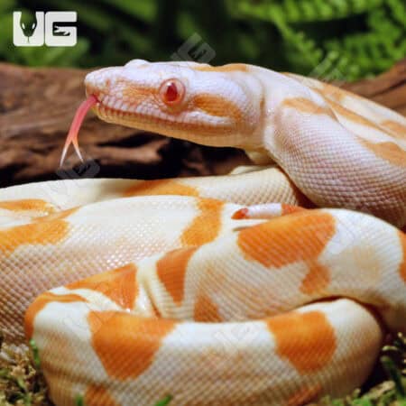 Male Sharp Sunglow Arabesque 66% Het RDR BEA 66% Het Anery Boa For Sale - Underground Reptiles