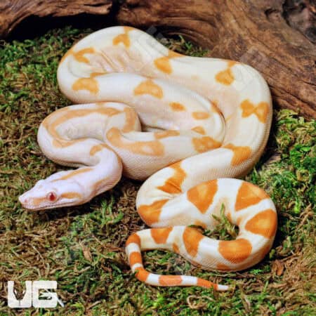 Male Sharp Sunglow Arabesque 66% Het RDR BEA 66% Het Anery Boa For Sale - Underground Reptiles