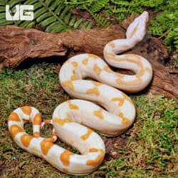 Male Sharp Sunglow Arabesque 66% Het RDR BEA 66% Het Anery Boa For Sale - Underground Reptiles