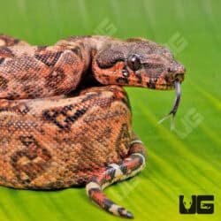 Gilbert T+ 66% Het Blood Leopard Boa For Sale - Underground Reptiles