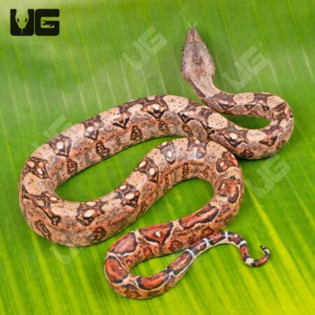 Gilbert T+ 66% Het Blood Leopard Boa For Sale - Underground Reptiles