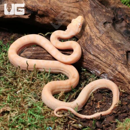 Albino Het Axanthic Carpet Python For Sale - Underground Reptiles