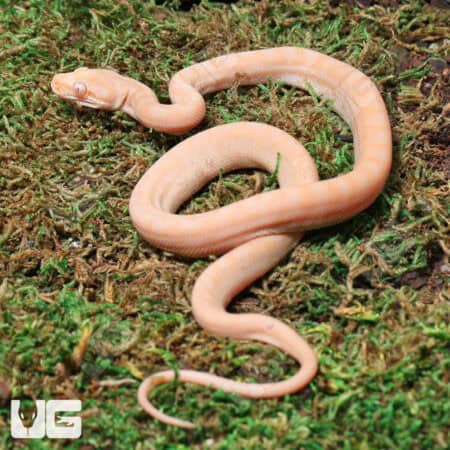 Albino Het Axanthic Carpet Python For Sale - Underground Reptiles