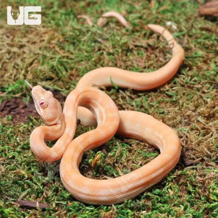 Albino Het Axanthic Carpet Python For Sale - Underground Reptiles