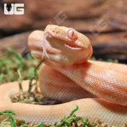 Albino Het Axanthic Carpet Python For Sale - Underground Reptiles