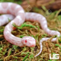 Baby Amel Cider Cornsnake For Snake - Underground Reptiles