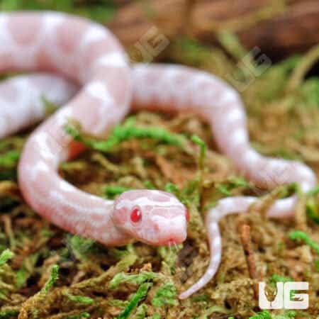 Baby Amel Cider Cornsnake For Snake - Underground Reptiles