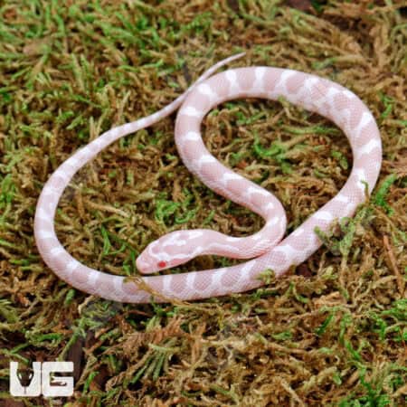 Baby Amel Cinder Cornsnake on moss, vibrant and unique coloration.