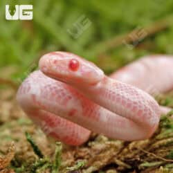 Baby Classic High White Candy Cane Cornsnakes For Sale - Underground Reptiles