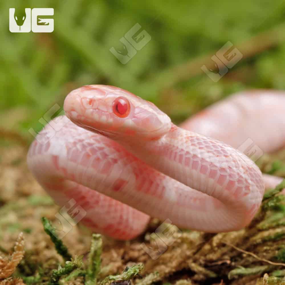 Baby Classic High White Candy Cane Cornsnakes For Sale - Underground Reptiles