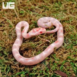 Baby Classic High White Candy Cane Cornsnakes For Sale - Underground Reptiles