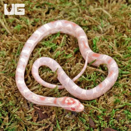 Baby Classic High White Candy Cane Cornsnakes For Sale - Underground Reptiles