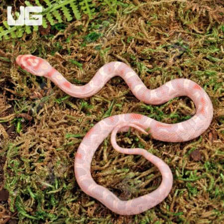 Baby Classic High White Candy Cane Cornsnakes For Sale - Underground Reptiles