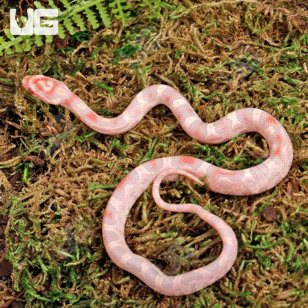 Baby Classic High White Candy Cane Cornsnakes For Sale - Underground Reptiles