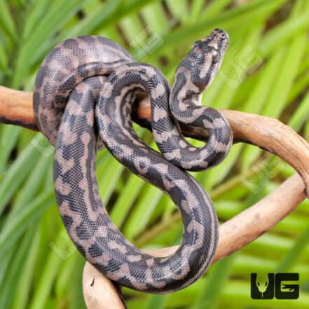 Baby Coastal Het Axanthic Carpet Python - Underground Reptiles