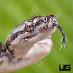 Baby Coastal Carpet Python - Underground Reptiles