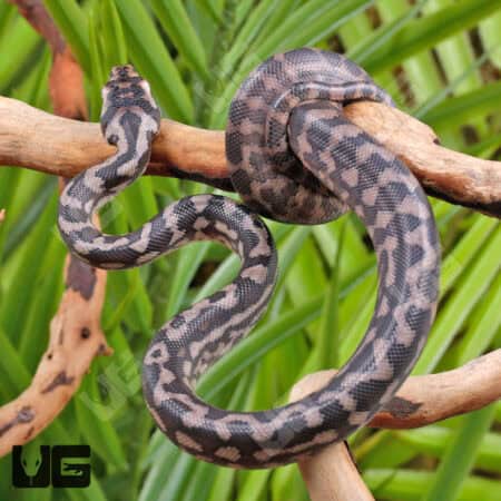 Baby Coastal Carpet Python - Underground Reptiles