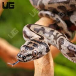 Baby Coastal Jaguar Het Axanthic Carpet Python - Underground Reptiles