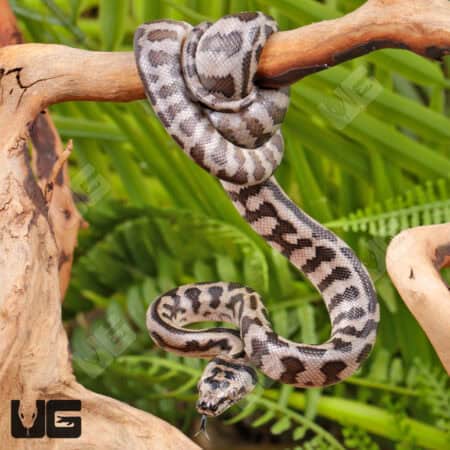 Baby Coastal Jaguar Het Axanthic Carpet Python - Underground Reptiles