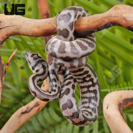 Baby Coastal Jaguar Het Axanthic Carpet Python - Underground Reptiles