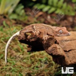 Baby Phantom Lily White Crested Geckos For Sale - Underground Reptiles