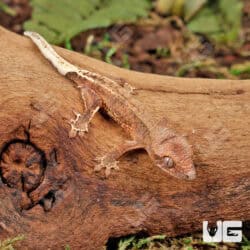 Baby Phantom Lily White Crested Geckos For Sale - Underground Reptiles