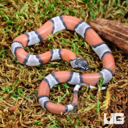 Baby High Orange Gray Banded Kingsnakes For Sale - Underground Reptiles