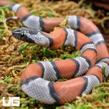 Baby High Orange Gray Banded Kingsnakes For Sale - Underground Reptiles