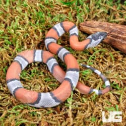 Baby High Orange Gray Banded Kingsnakes For Sale - Underground Reptiles