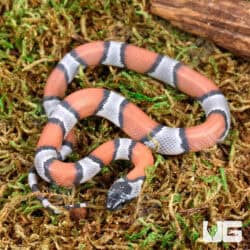 Baby High Orange Gray Banded Kingsnakes For Sale - Underground Reptiles