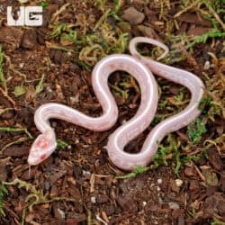 Baby High White Tessera Candy Cane Cornsnakes For Sale - Underground Reptiles