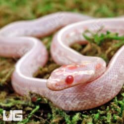 Baby High White Tessera Candy Cane Cornsnakes For Sale - Underground Reptiles