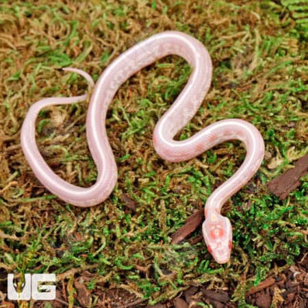 Baby High White Tessera Candy Cane Cornsnakes For Sale - Underground Reptiles