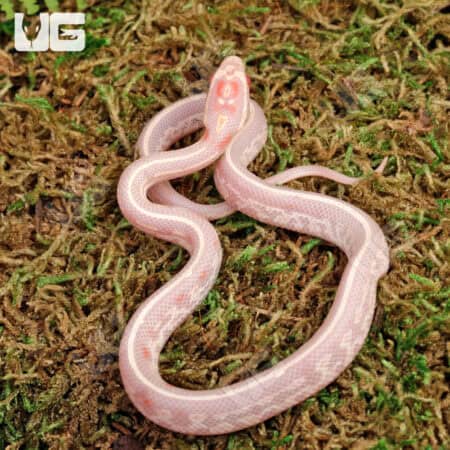 Baby High White Tessera Candy Cane Cornsnakes For Sale - Underground Reptiles